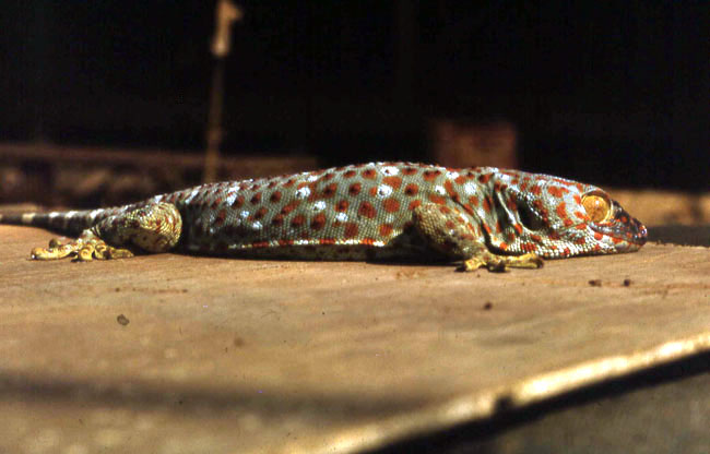 Tokay Gecko