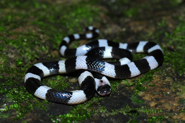 Snakes In Vietnam VietnamWar govt nz New Zealand And The Vietnam War