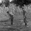New Zealand engineers clearing land mines near Nui Dat, circa 1969